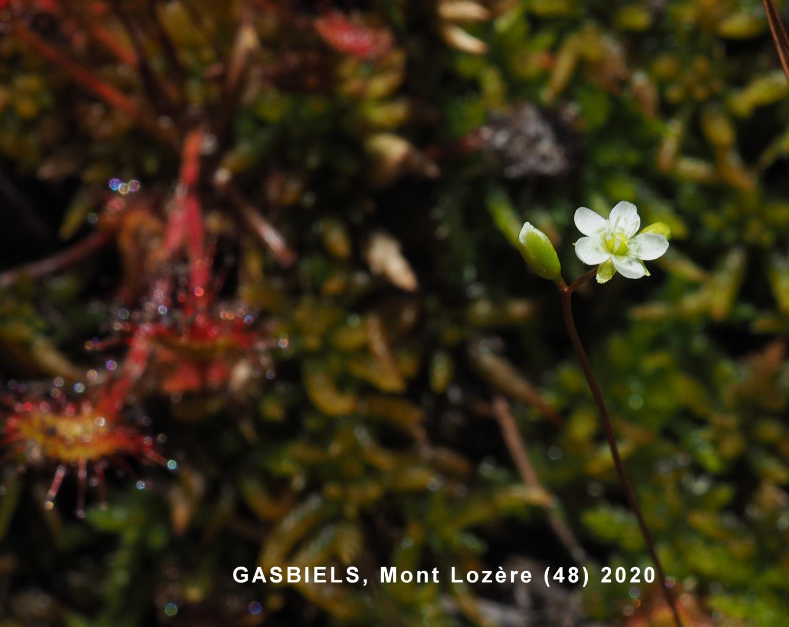 Sundew, Round-leaved